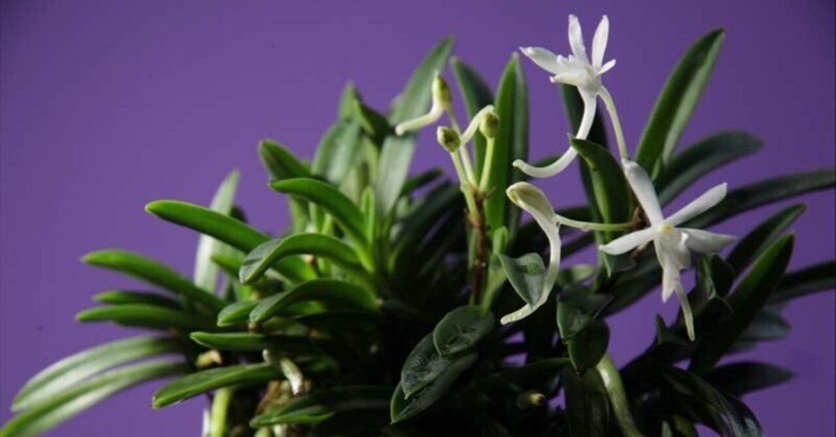 NO.860 富貴蘭　花魁　大小3本 富貴蘭 赤花奇花「花魁(おいらん)」の開花！ | 豊の国の翁