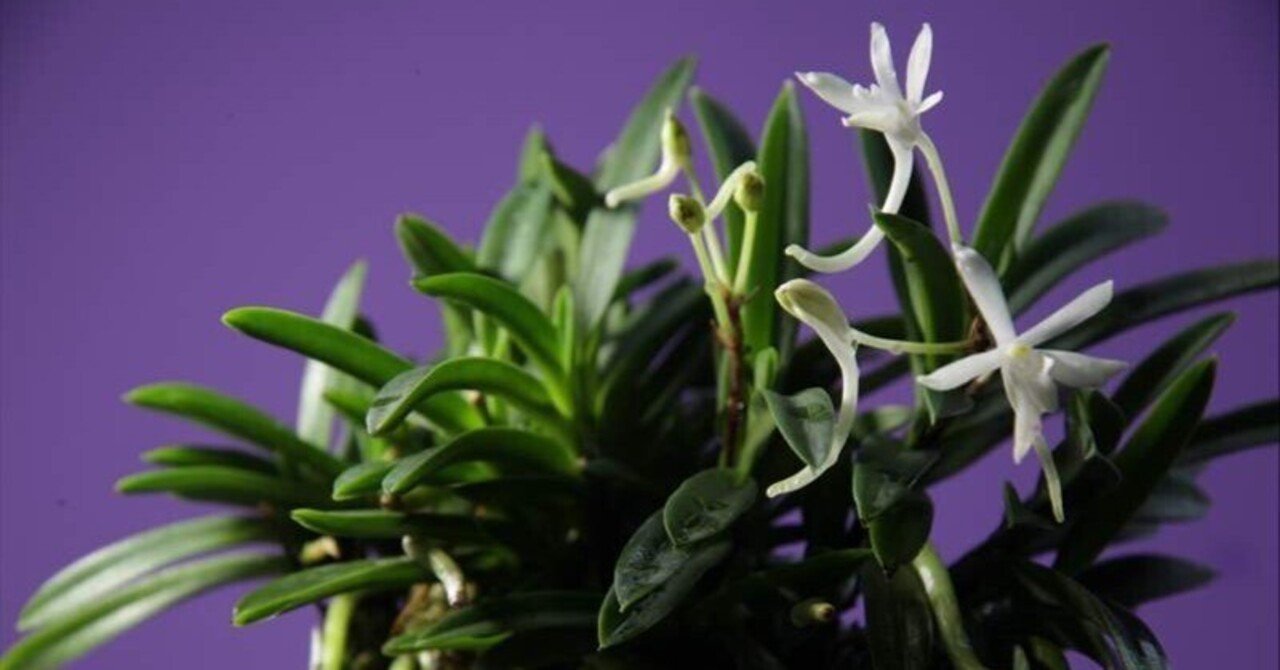 富貴蘭「山翠」お花｜KJ Morison
