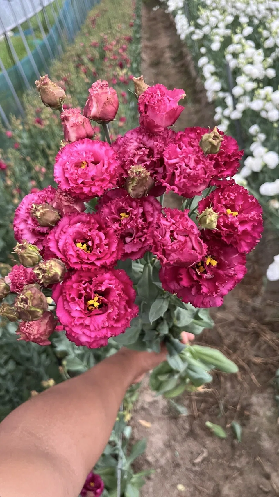 枝ぶりも色も一級品「NFカシスボール」開花🌼｜農家が惚れ込むトルコ