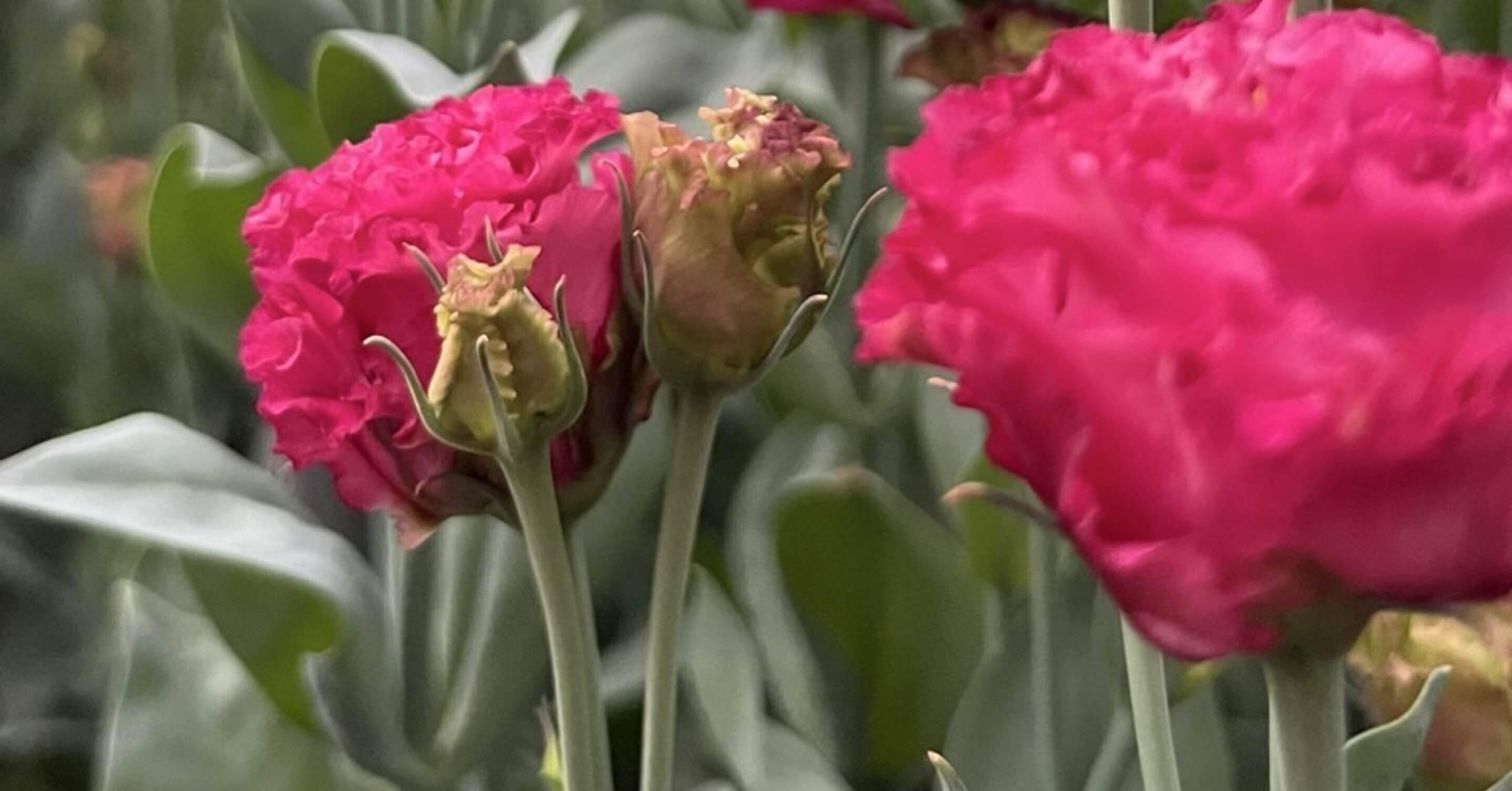 枝ぶりも色も一級品「NFカシスボール」開花🌼｜農家が惚れ込むトルコ