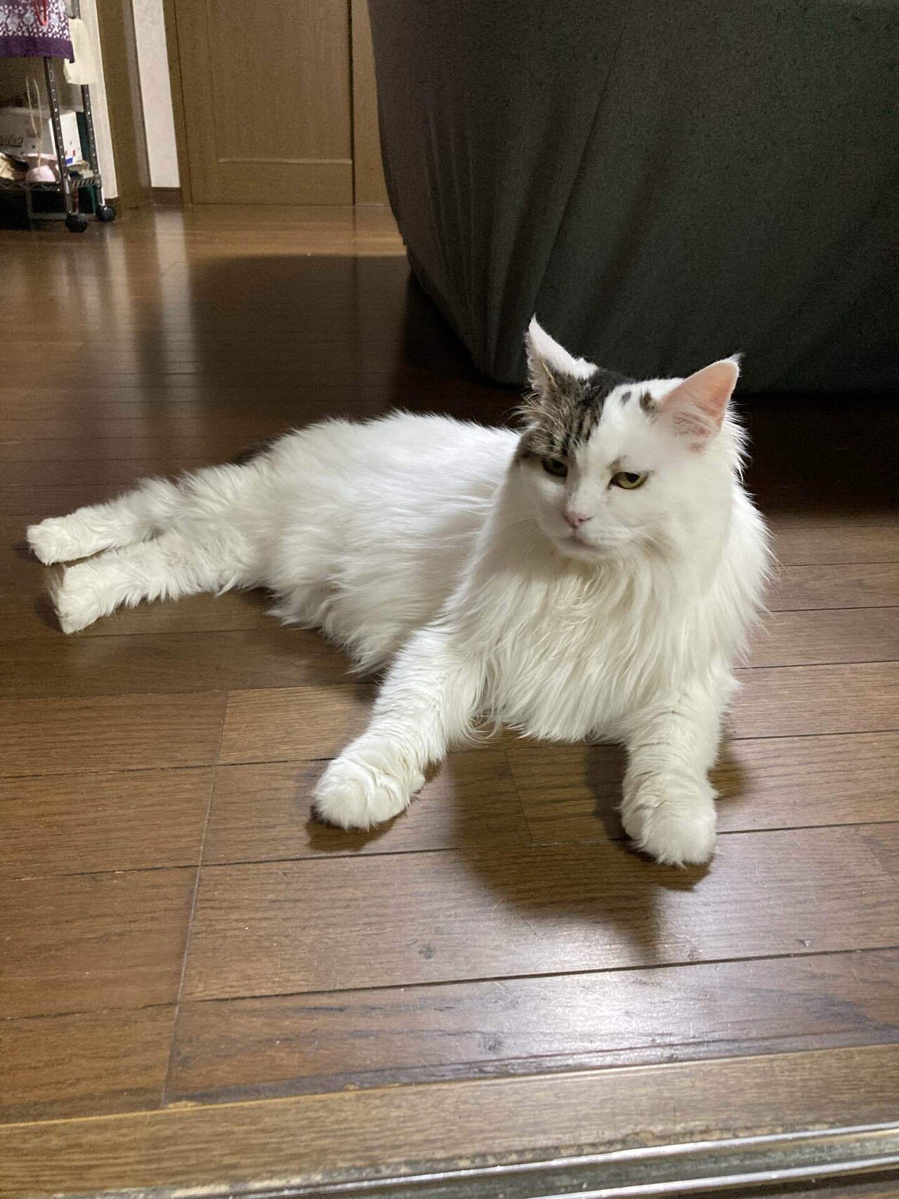 猫のヒゲはどこまで伸びる？｜猫様とごはん