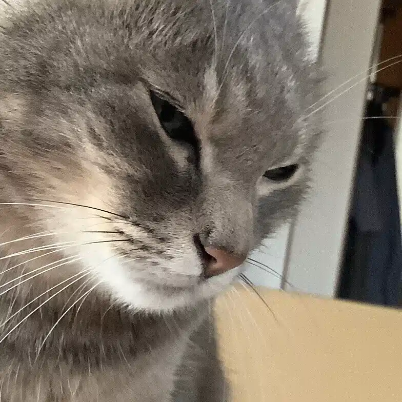 みかんじゅ