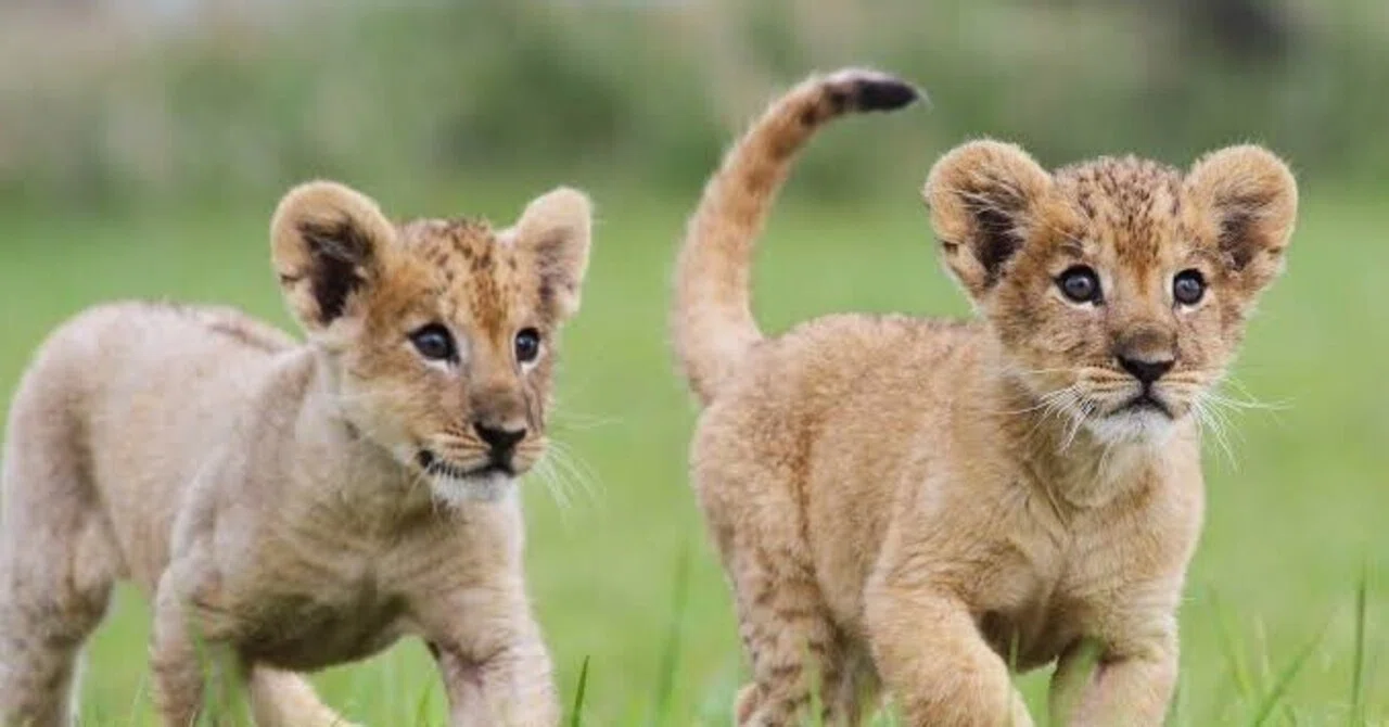 獅子は我が子を千尋の谷に落とす｜ゆにた