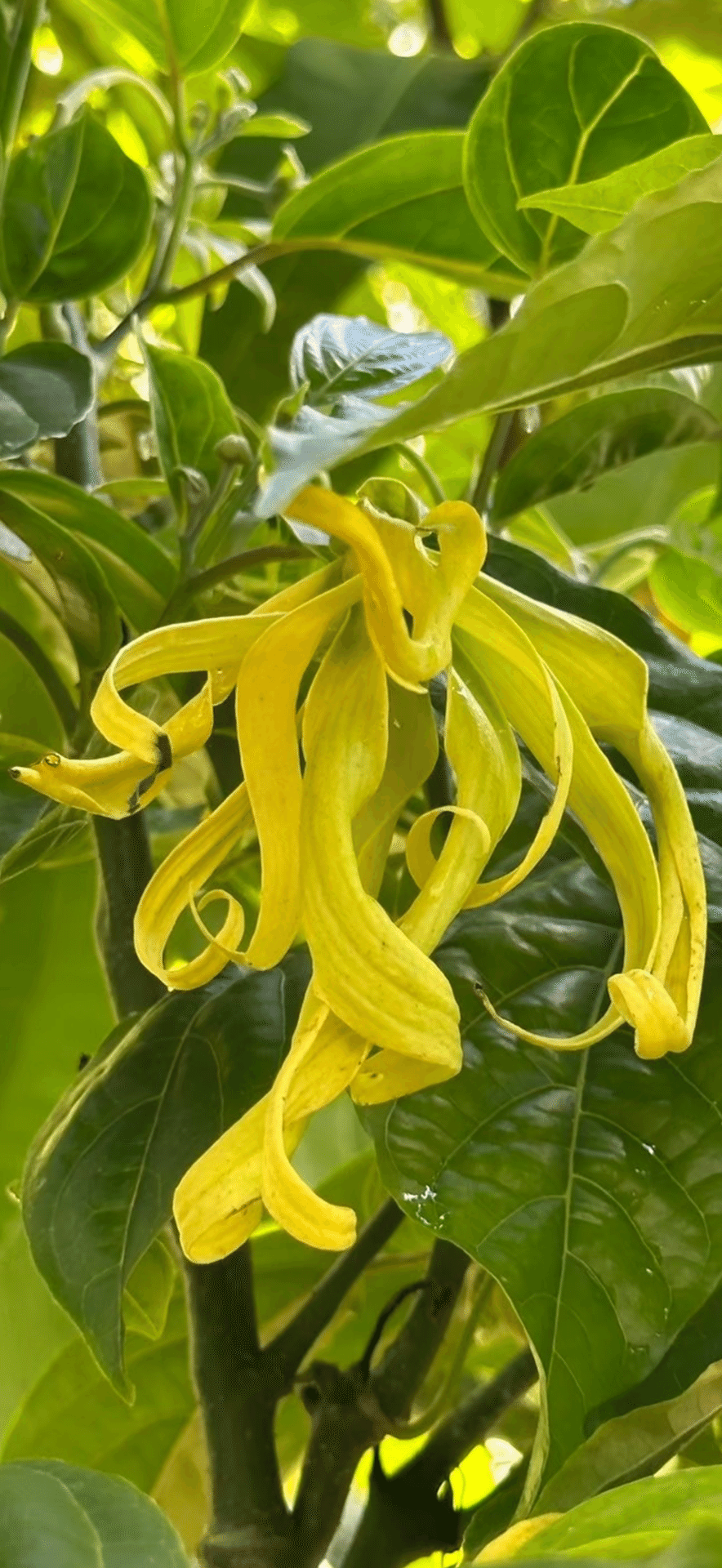レッドイランイラン　香水・花木・観葉・園芸・バンレイシ科
