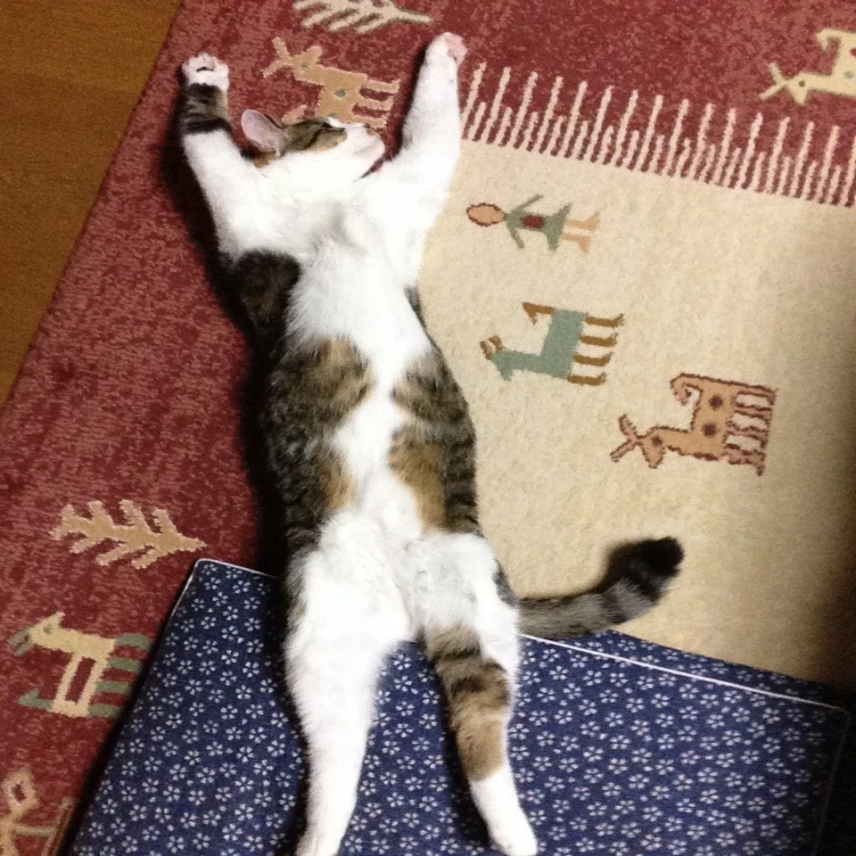 大好きなニャン太へ。｜福