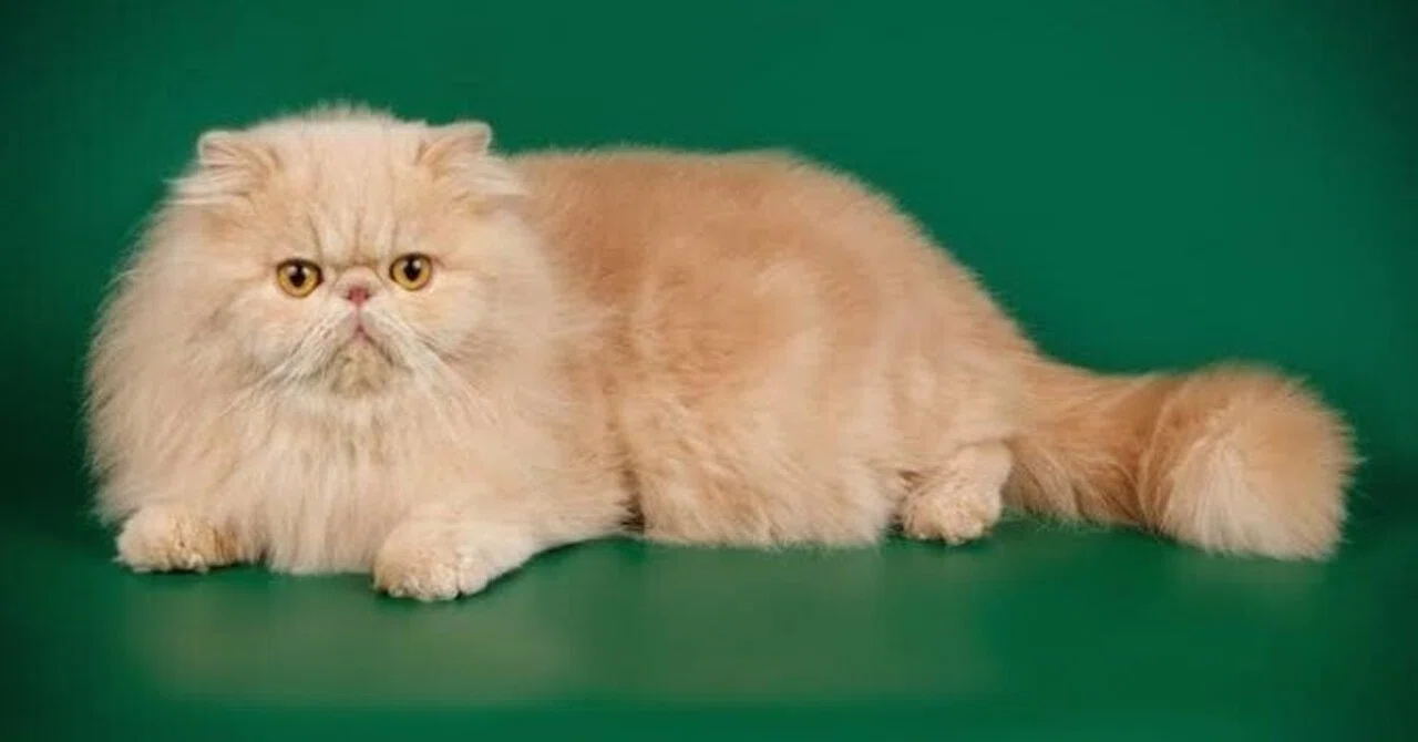 エキゾチックロングヘアの魅力5選｜ラブちん