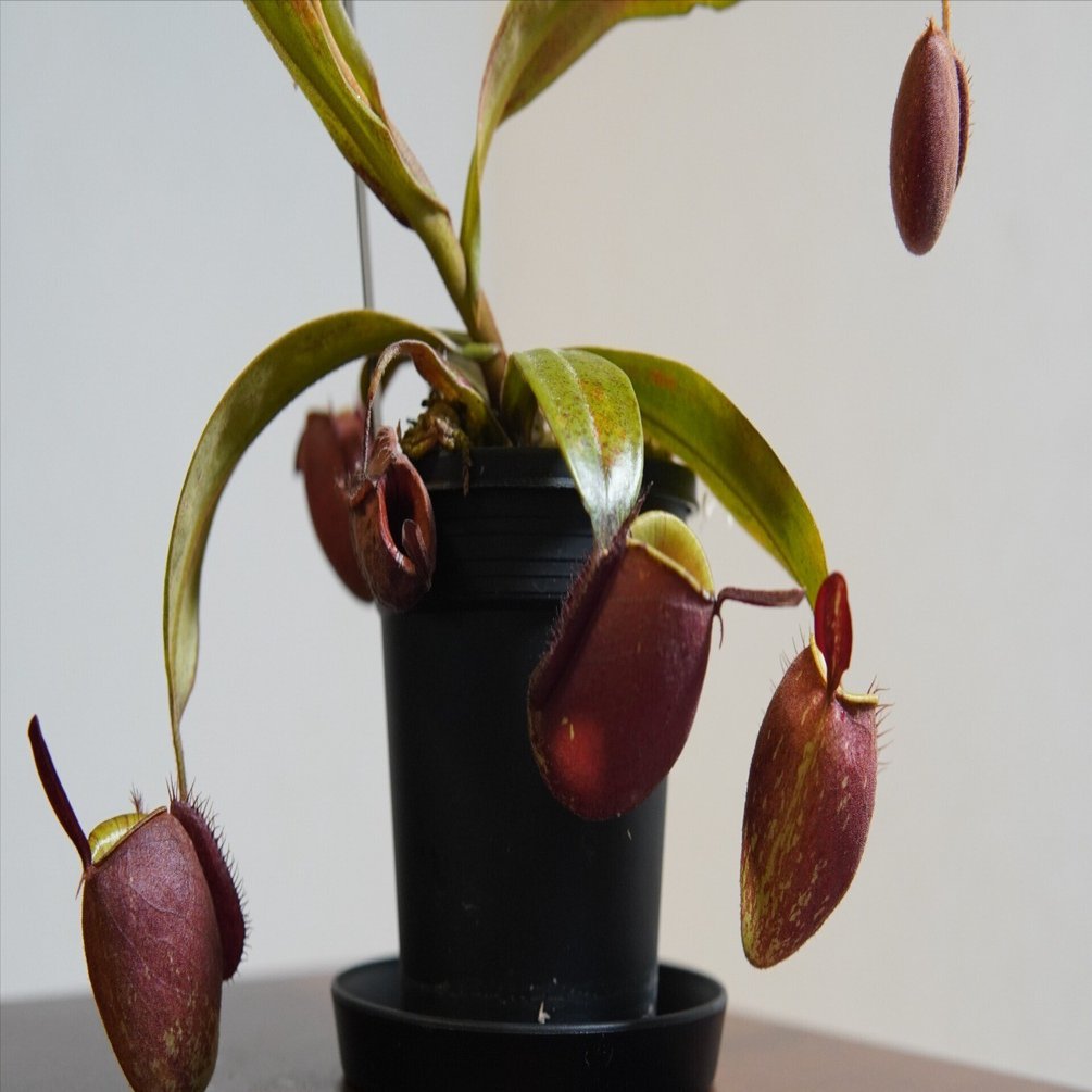 ツボ記】ネペンテス・アンプラリアの栽培記録【N. ampullaria】｜とりりぃ