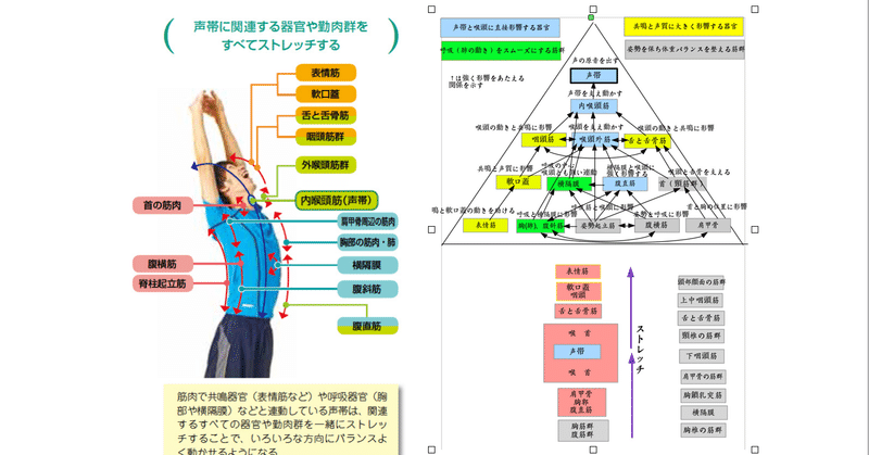 声帯のコントロールは筋連鎖を使う