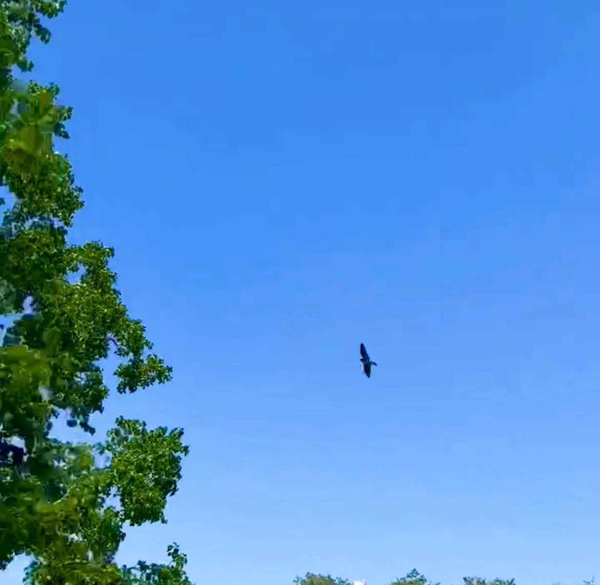 The Day of Taking Flight｜なな