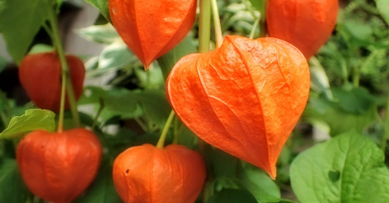Hio, August 16th｜矢乃荒樹