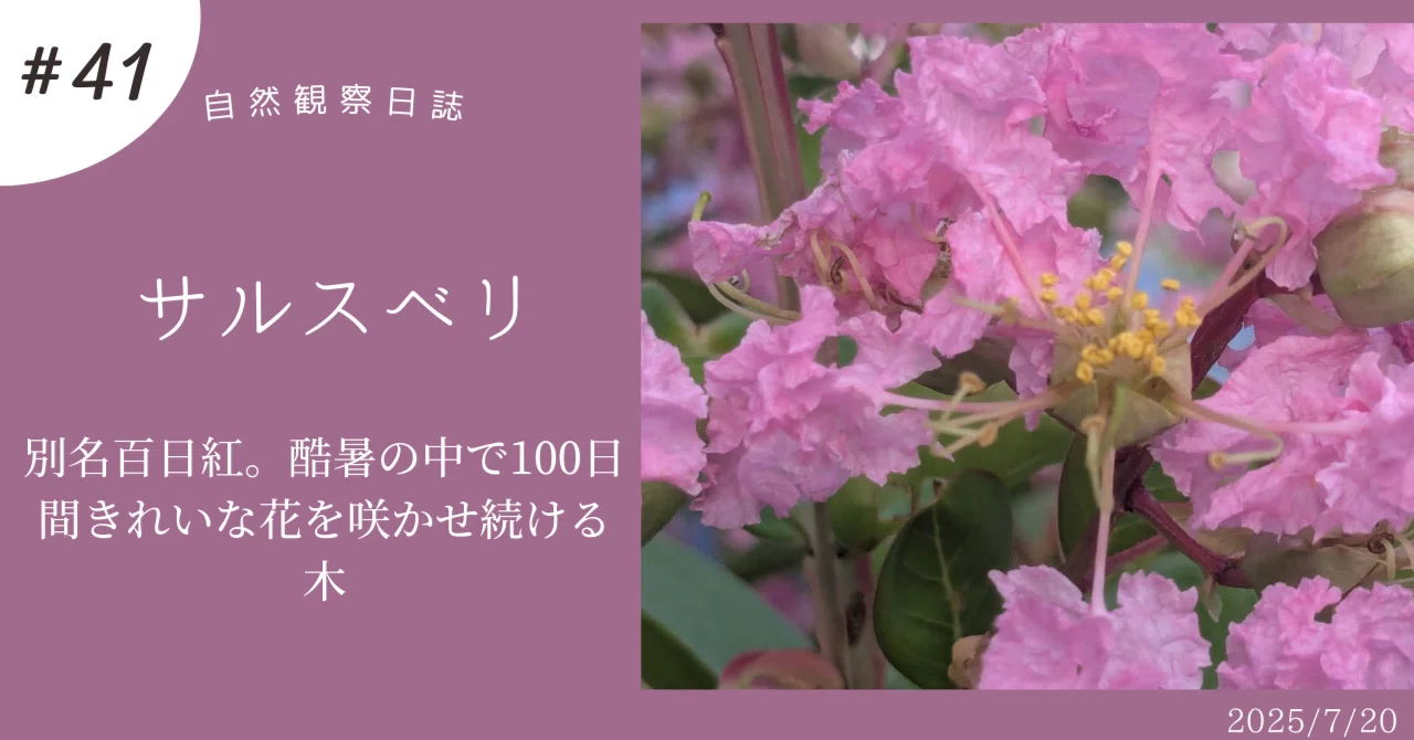 サルスベリ こんなにかわいいの！？酷暑の中で100日間花を咲かせ続ける
