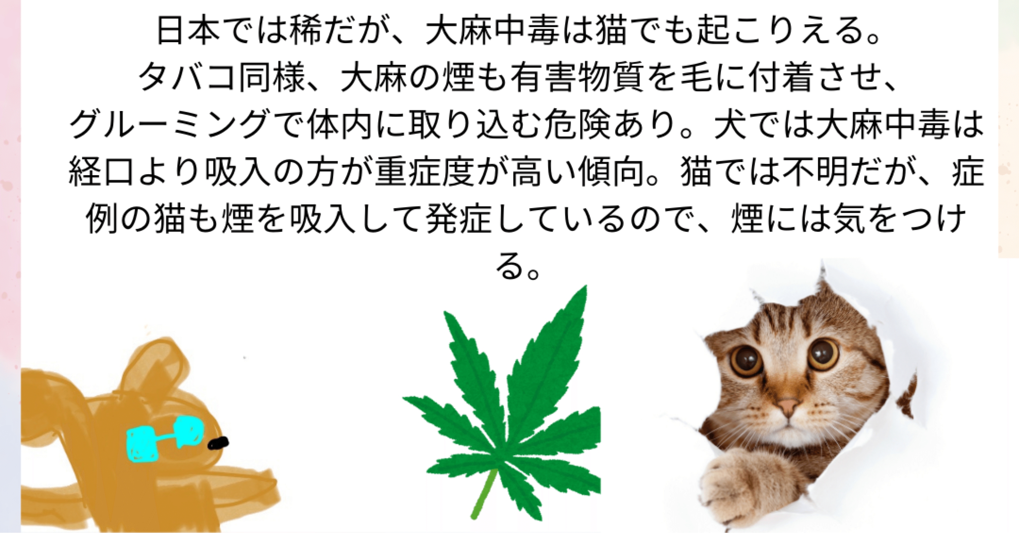 猫の大麻中毒】｜獣医師ふー：獣医中毒情報ポータル（JVPIP）