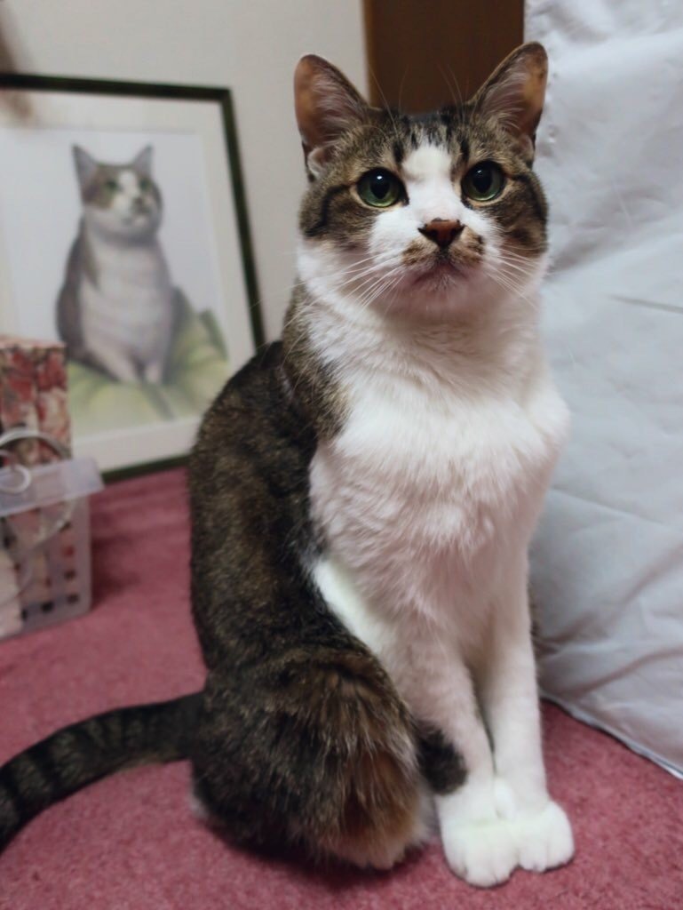 ニャン太様おまとめ 八郷の日々: ニャン太