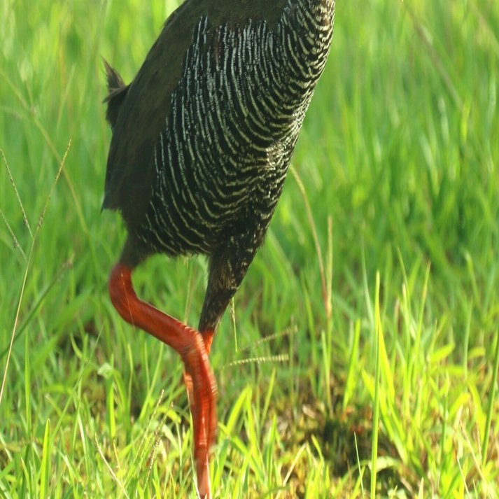 ヤンバルクイナに会いたい！！感動の沖縄やんばる旅｜さくさくパンダ