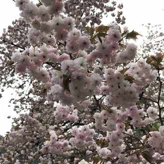 猫カビ奮闘記 1 ハルカ Note