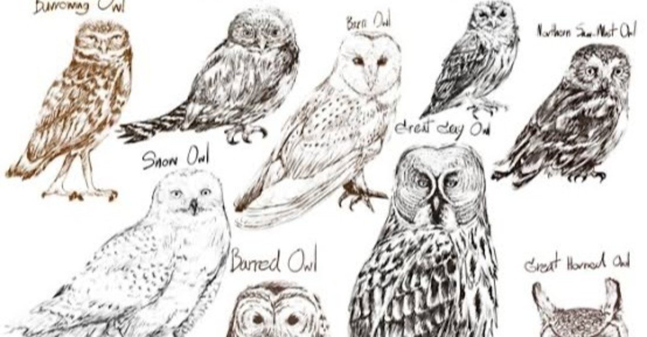 第876回 また『フクロウ』って言わないで｜翆野 大地