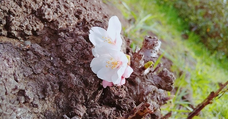 地面近くで咲く桜の力強さ 進んでいく季節 気づける感性は大切にしたい こば Note 地面近くで咲く桜の力強さ 進んでいく季節 気づける感性は大切にしたい こば Note