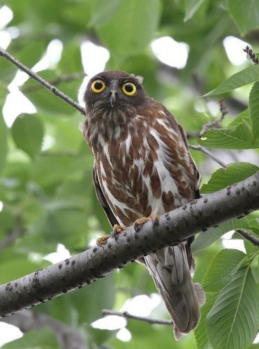 第876回 また『フクロウ』って言わないで｜翆野 大地