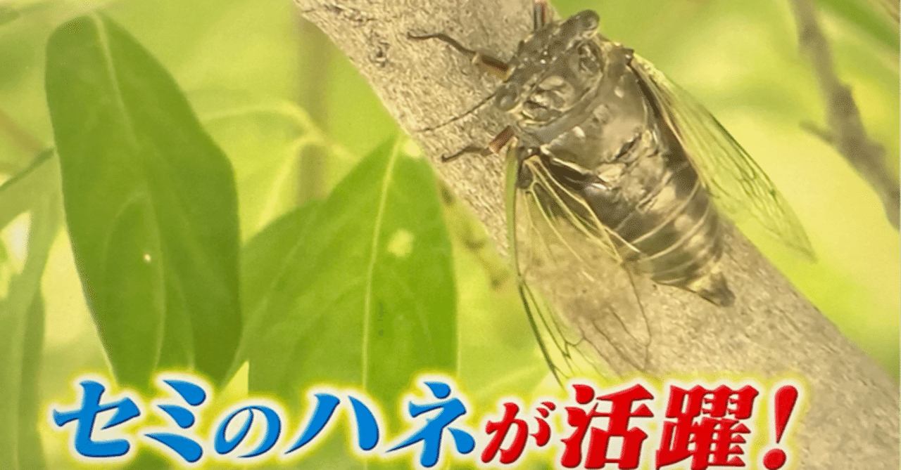 私の朝をジャックする “クマゼミ・アラーム”──鳴き声の科学と翅が