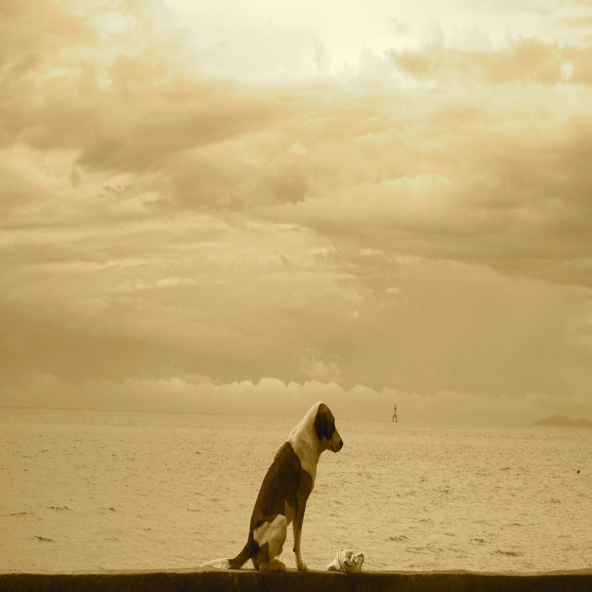 悪いことしてないのに 無性に謝りたいときがある 吉玉サキ Note