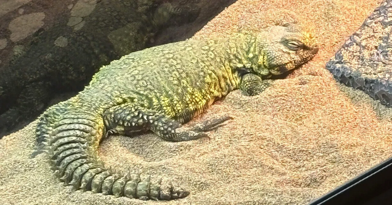 🔰ゲイリートゲオアガマ飼育日記#5｜よる