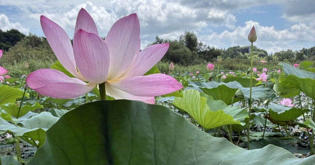 蓮の花を見に行ってきました｜東北で田舎暮らし