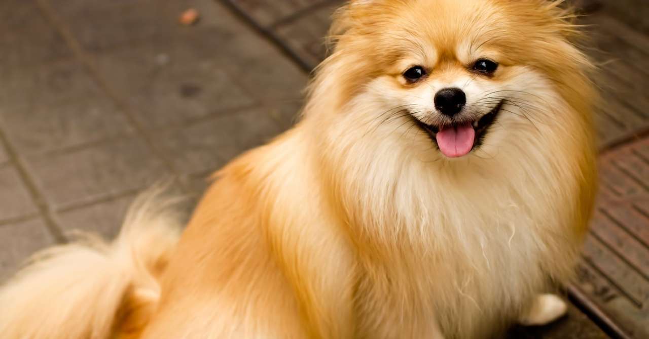 いぬまるだしっ 全話無料公開中 はつみ Note