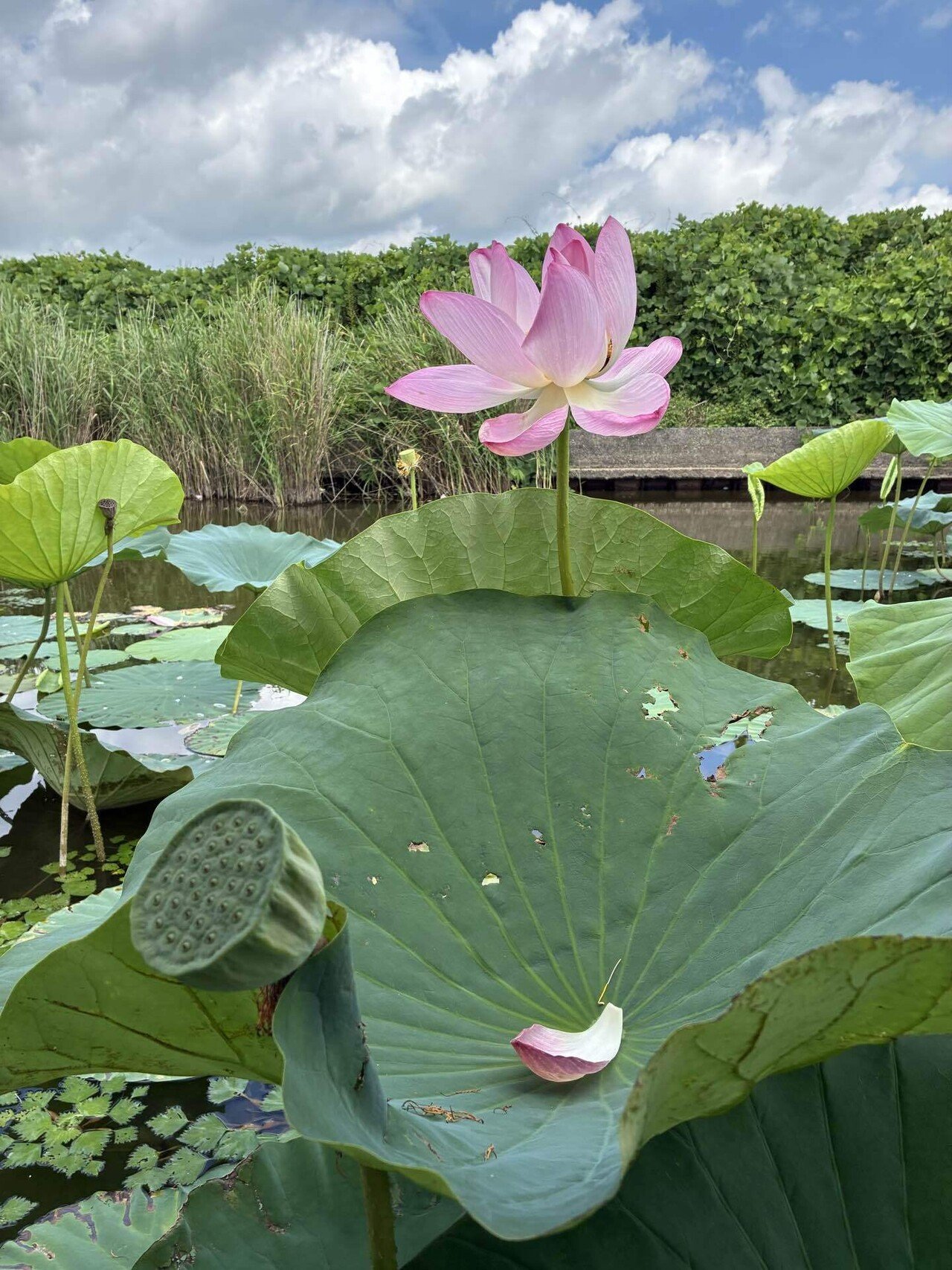 蓮の花を見に行ってきました｜東北で田舎暮らし
