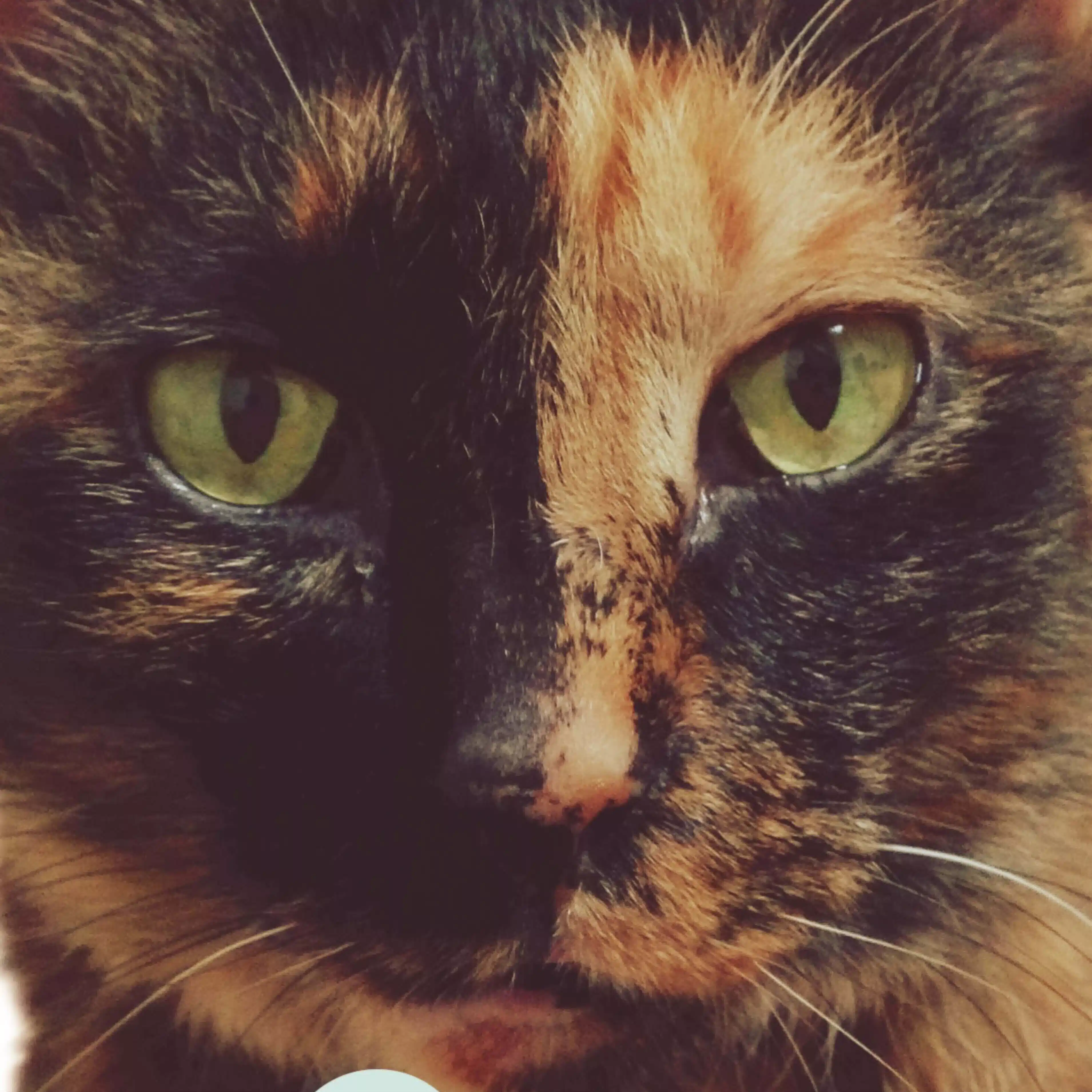 チームサビ猫