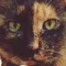 チームサビ猫