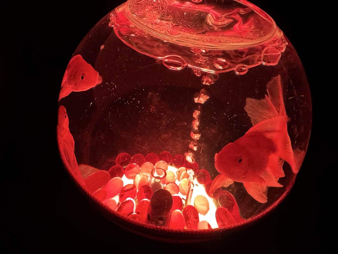 カクレクマノミ　金魚アート 枡 51HUCt2aXlL._UF350,350_QL80_.jpg