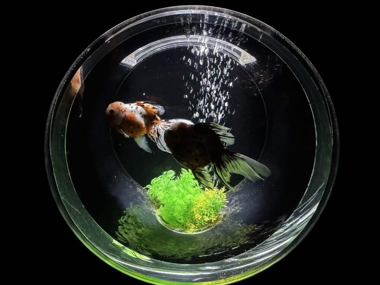 金魚@アートアクアリウム美術館GINZA｜ピ