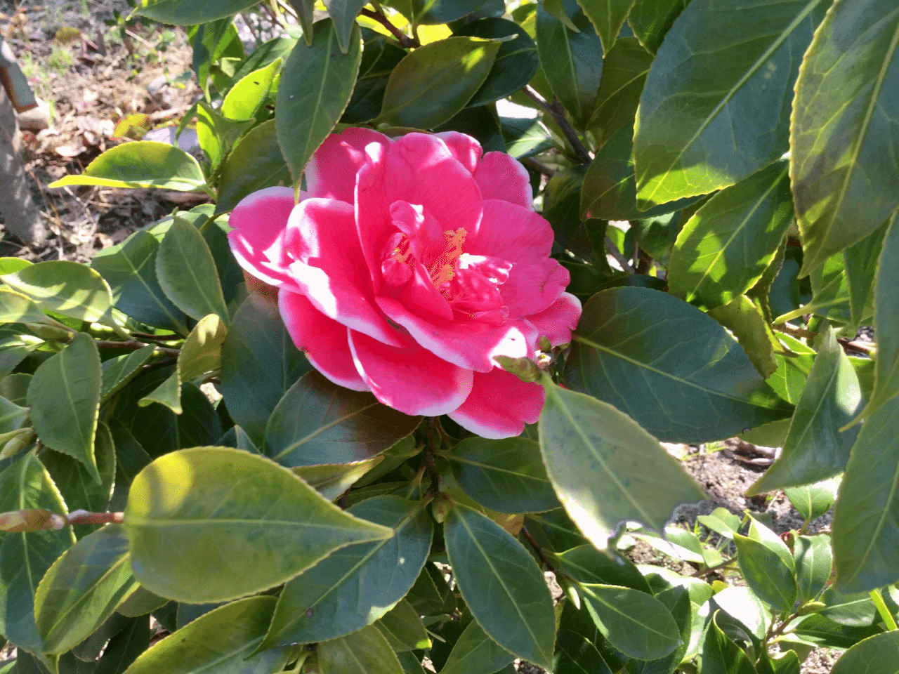 W あかい花 しろい花 Ken壱 S 蜃気楼旅団 Note