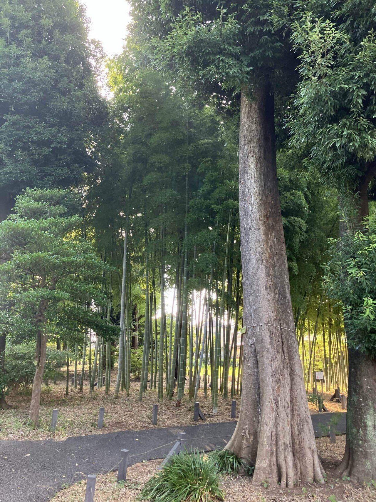 関町北五丁目緑地 (西側) Sekimachi-Kita 5 Chome Ryokuchi