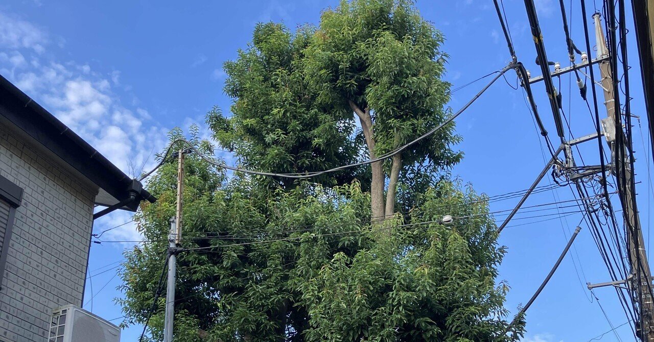 幻想的な輝石石と木台付き 宇宙 ギャラクシー 星 鉄隕石 しんきょういんせき カマサイト