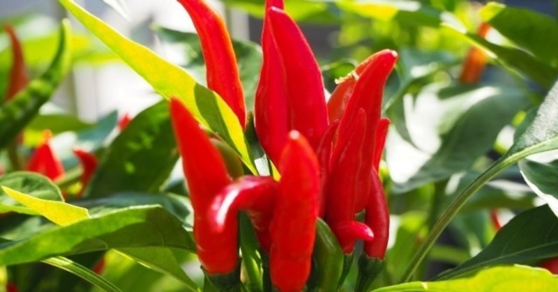 カレーから見る世界史３ 辛さの王トウガラシ 川口秀樹 Note