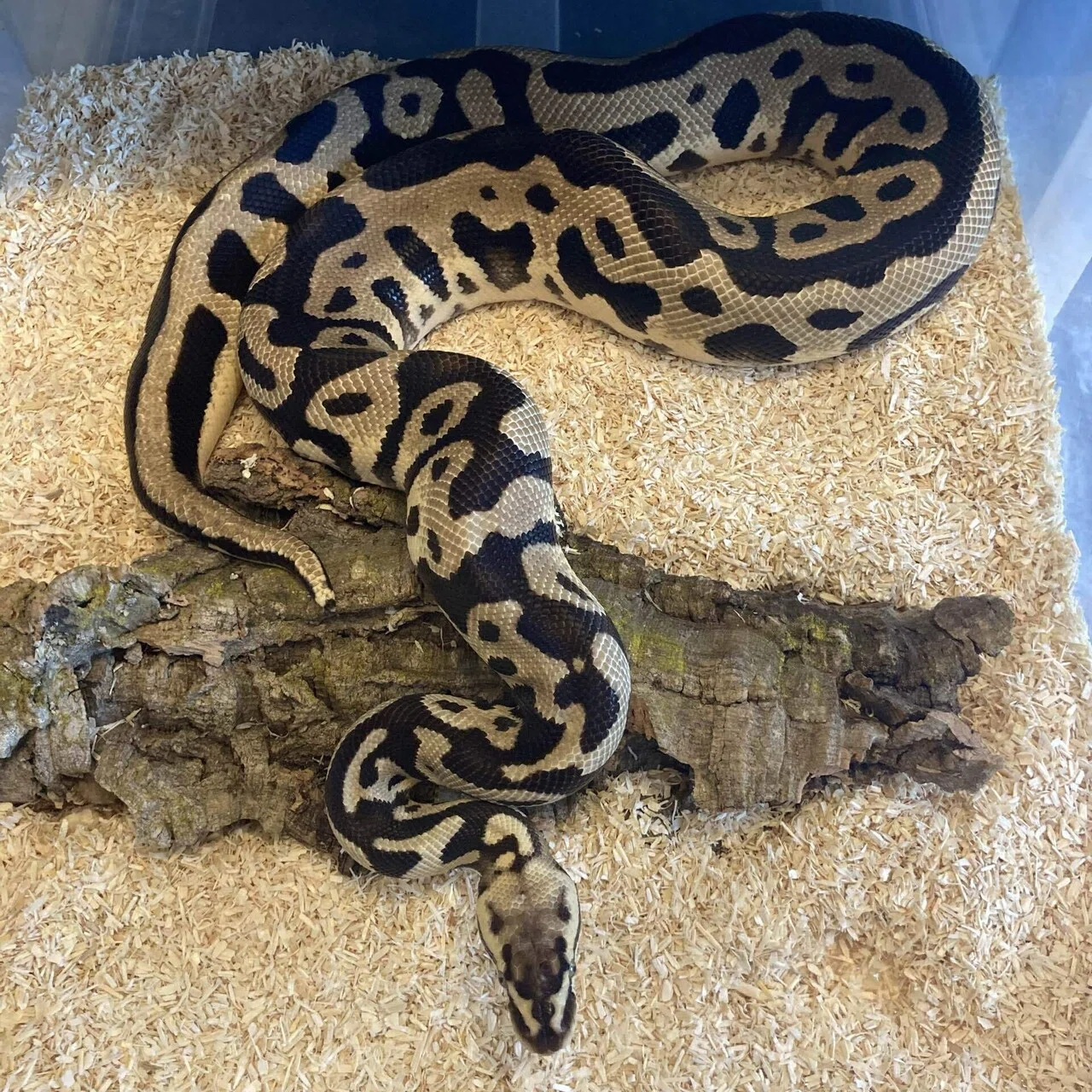 絶版】PERFECT BALLPYTHON パーフェクトボールパイソン 爬虫類 【公式