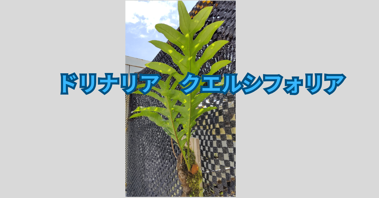ドリナリア クエルシフォリアの成長日誌1 2025/2/8から8/17まで