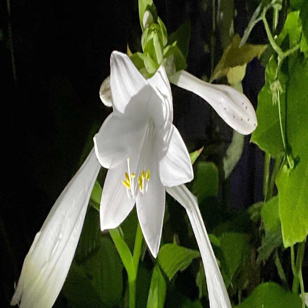 山野草　超希少純白花　エゾツツジ　C 今日の山野草 白花エゾツツジ | 高山植物大好き
