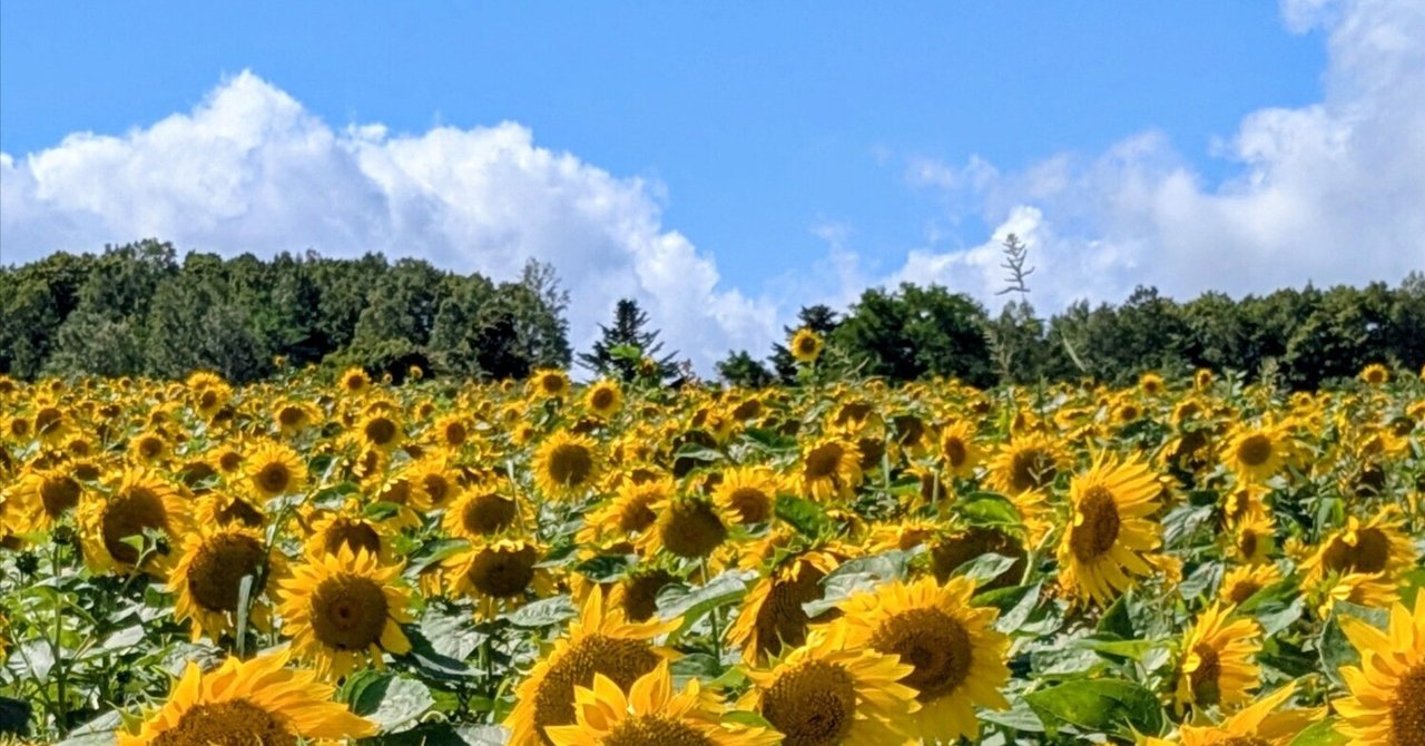 mitukiさま専用 黄昏のひまわり畑ほか　3点おまとめ mitukiさま専用 黄昏のひまわり畑ほか 3点おまとめ mitukiさま専用 黄昏