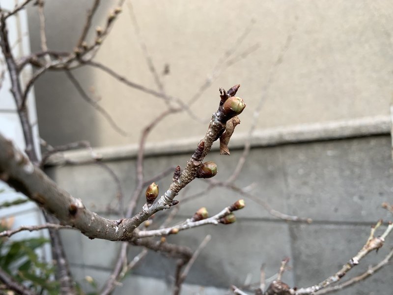 サクランボの開花 平屋私庭日記 39 園園 中山智憲 庭師 Note サクランボの開花 平屋私庭日記 39 園園 中山智憲 庭師 Note