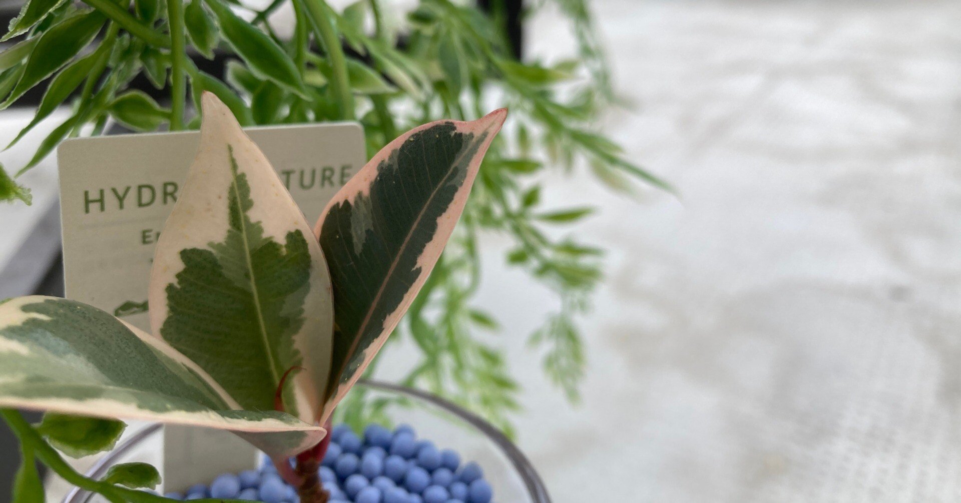 フィカス ティネケ——ホームセンターで出会った“一鉢の芸術品”（part1