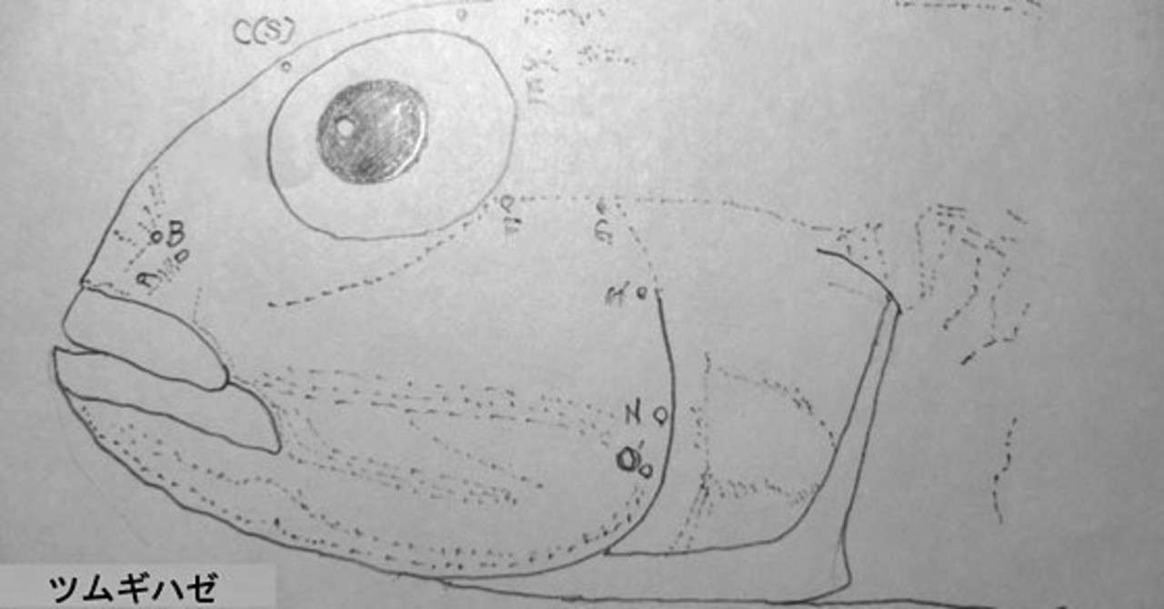 ツムギハゼ素描s