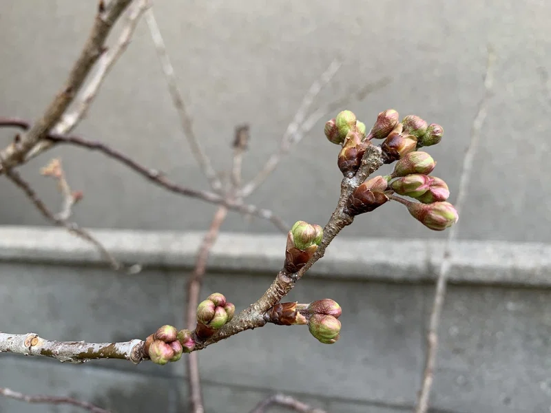 サクランボの開花 平屋私庭日記 ３９ 園園 中山智憲 庭師 Note