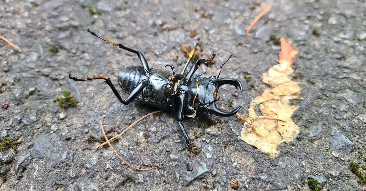 山梨県 ヒメオオクワガタ採集｜キヨタミ