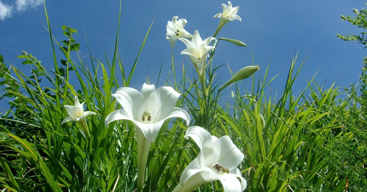 タカサゴユリ（高砂百合） きれいなのですが‥‥かなり危ない花のよう