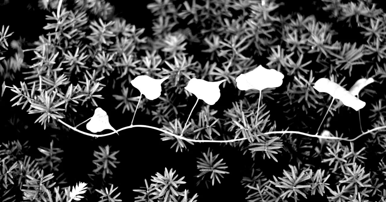 お散歩写真記 ＃25｜tomitomi_otomi