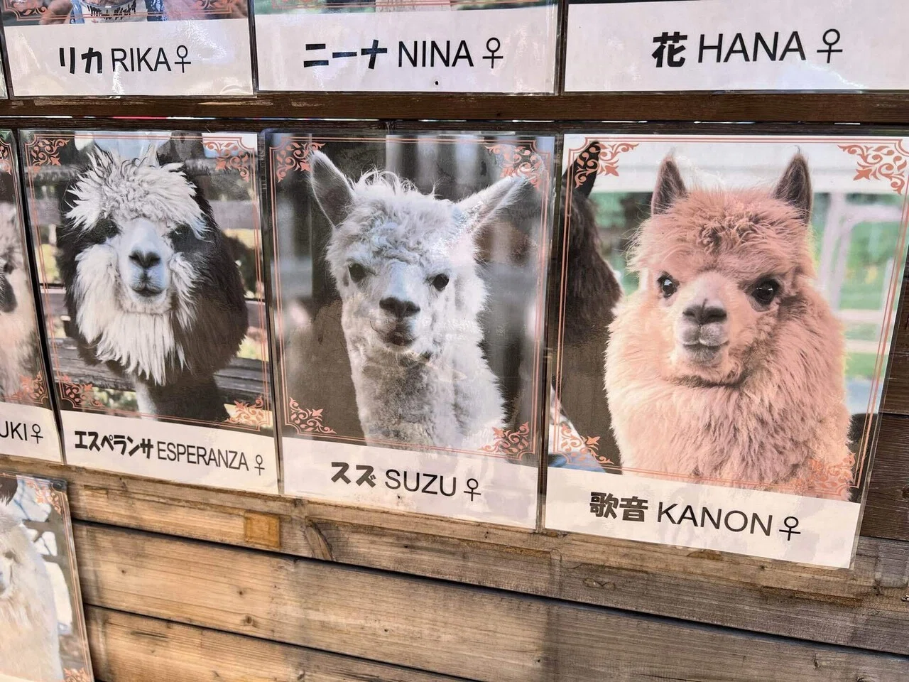 550 yen for my favorite's fur, seriously!?