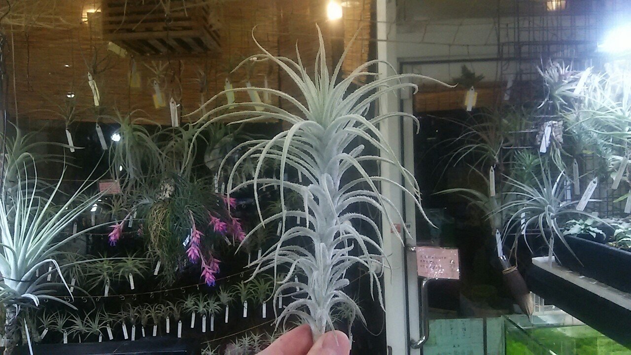 【現品】チランジア・ドラティー　特大（2） 現品】チランジア・ドラティー 特大（2）