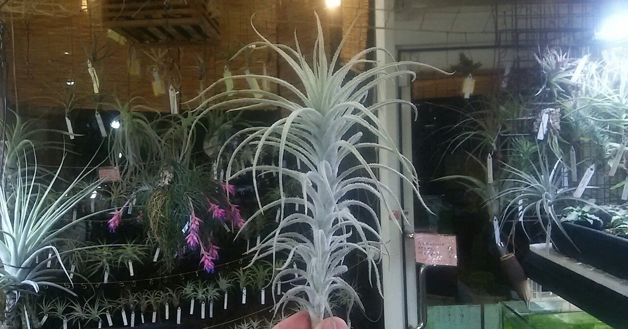 超絶ドカンの陣】チランジア入荷リスト3/6｜NatureGarden🌿神田